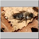 Andrena mit Stylops-34.jpg